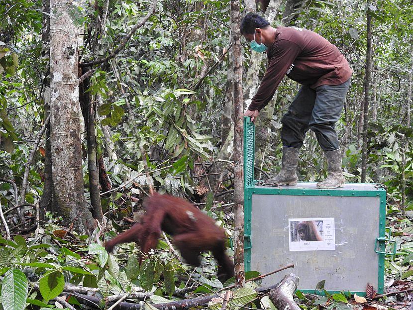 Orangutan Release From CAge
