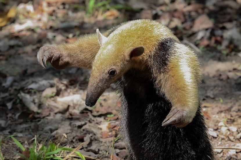 Two Adorable But Incredibly Defensive Tamanduas (Anteaters) Meet