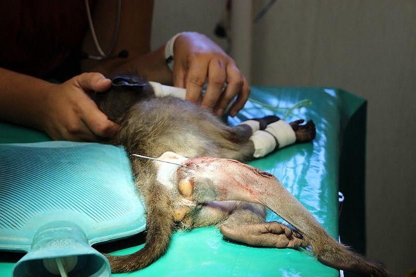 Monkey receiving vet treatment