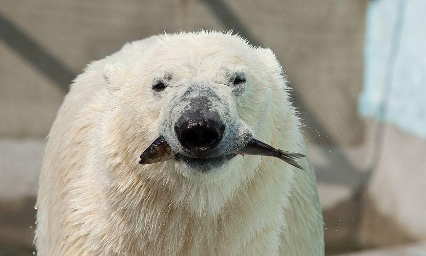 Polar Bear Eating