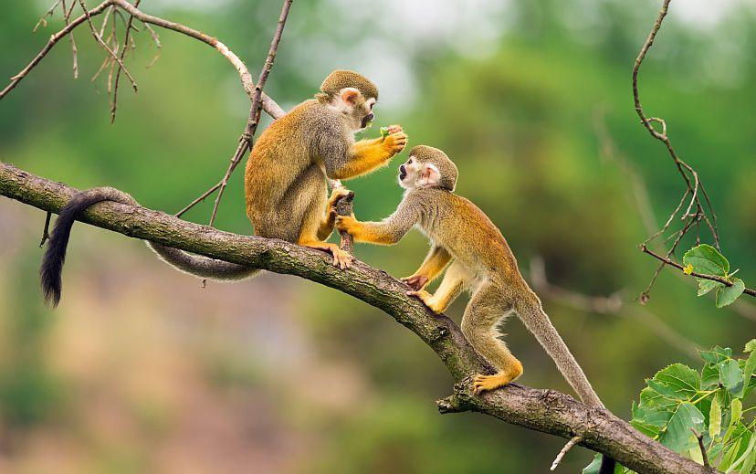 Cute monkeys