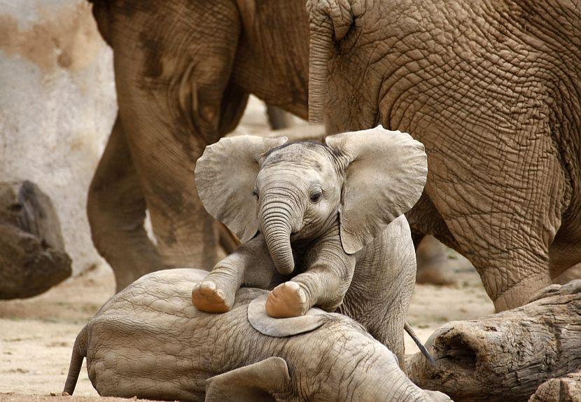 Baby elephants playing