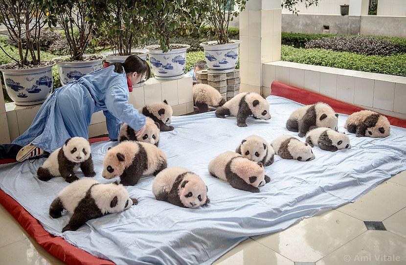 Baby pandas playing