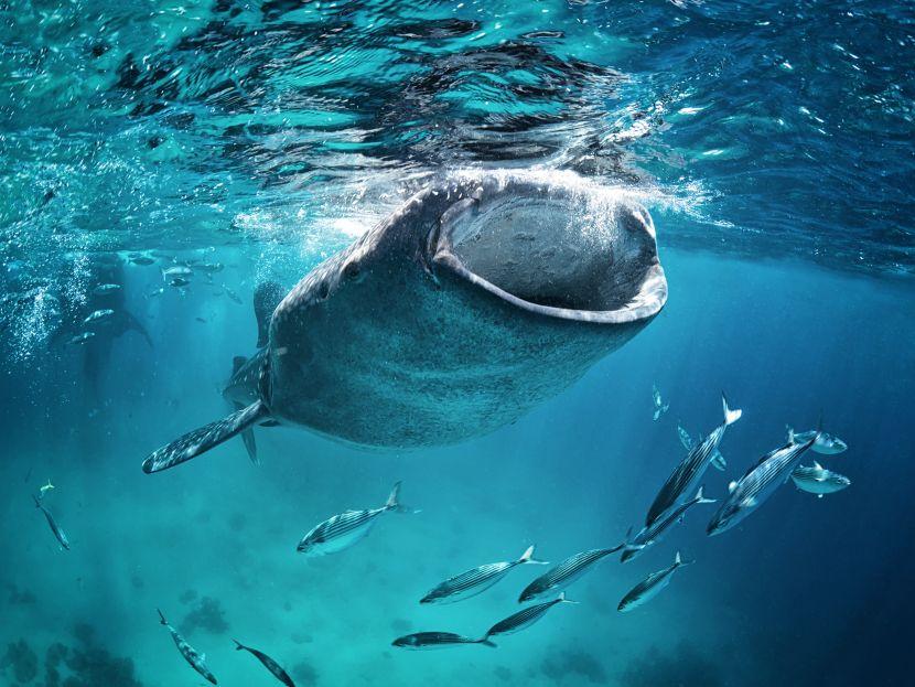 volunteer with whale sharks 