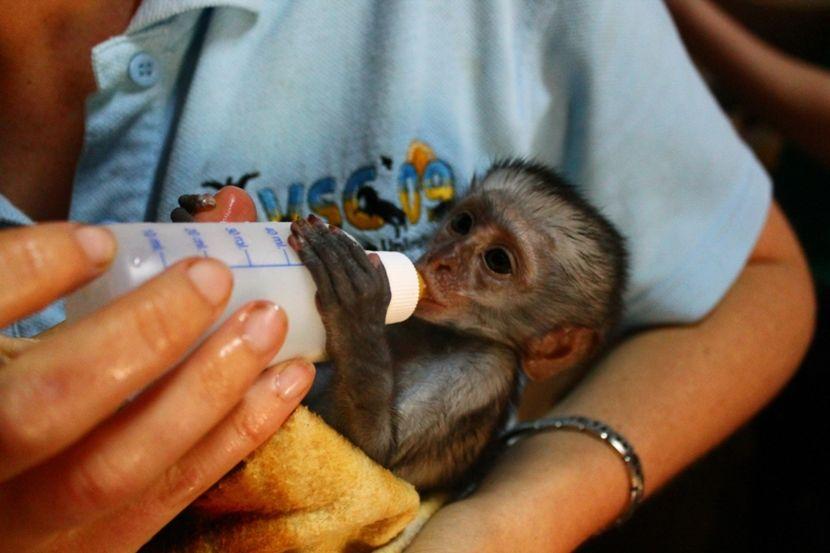 human hand rearing baby monkey 