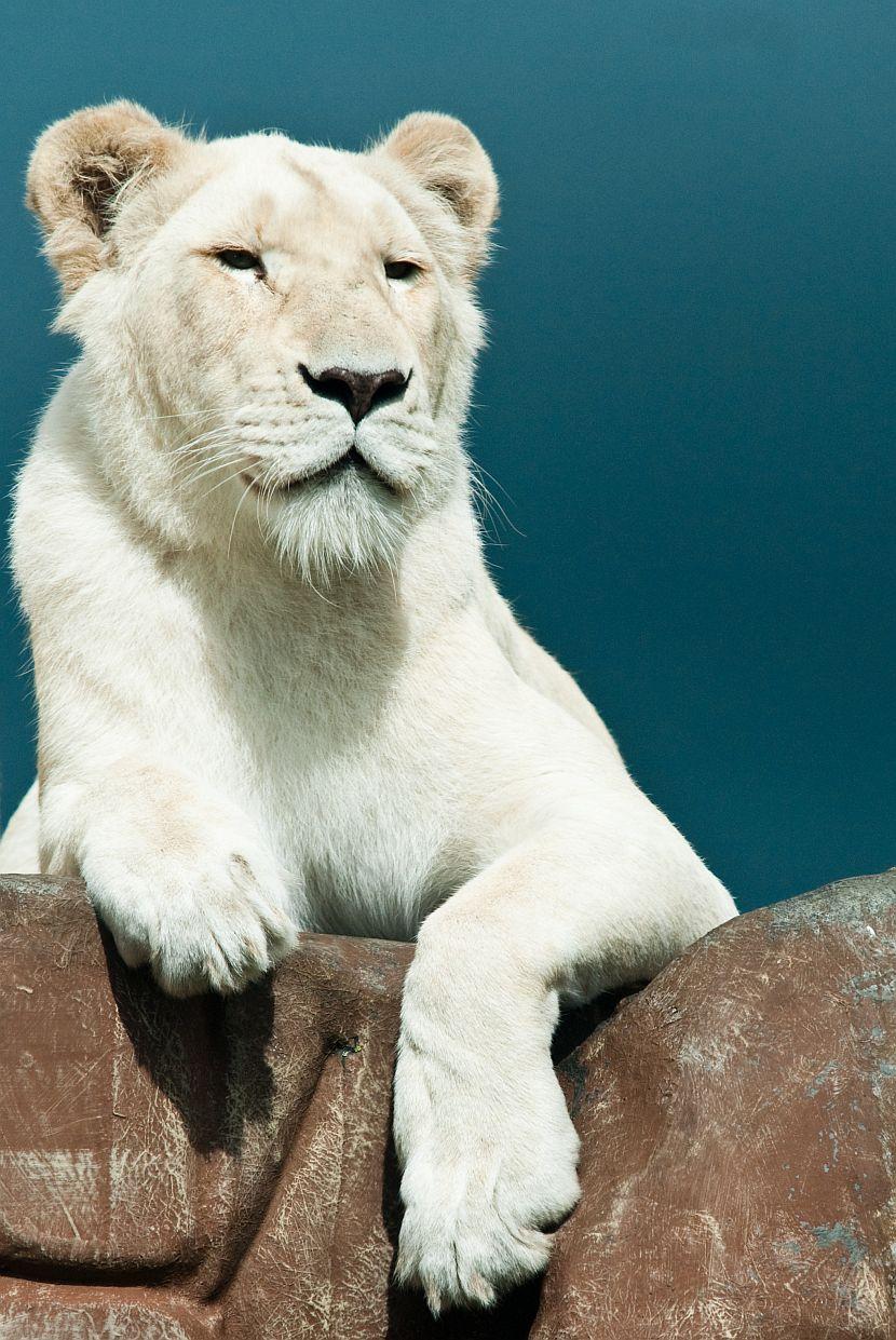 beautiful white lion pictures