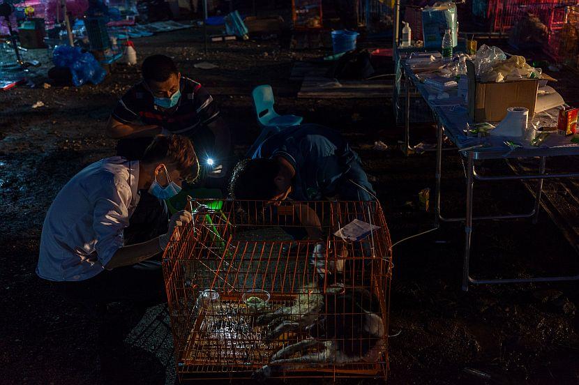 Dogs Being Treated By Vets At Yulin Meat Festival