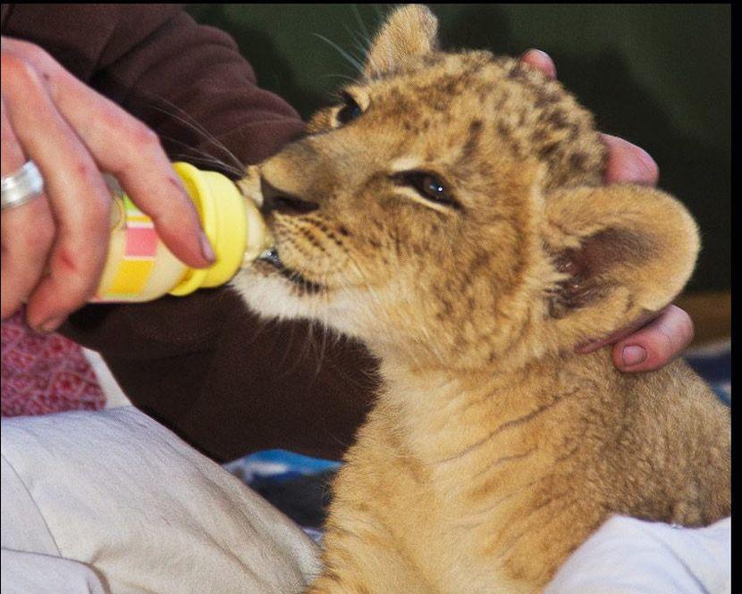 orphaned baby lion cub 