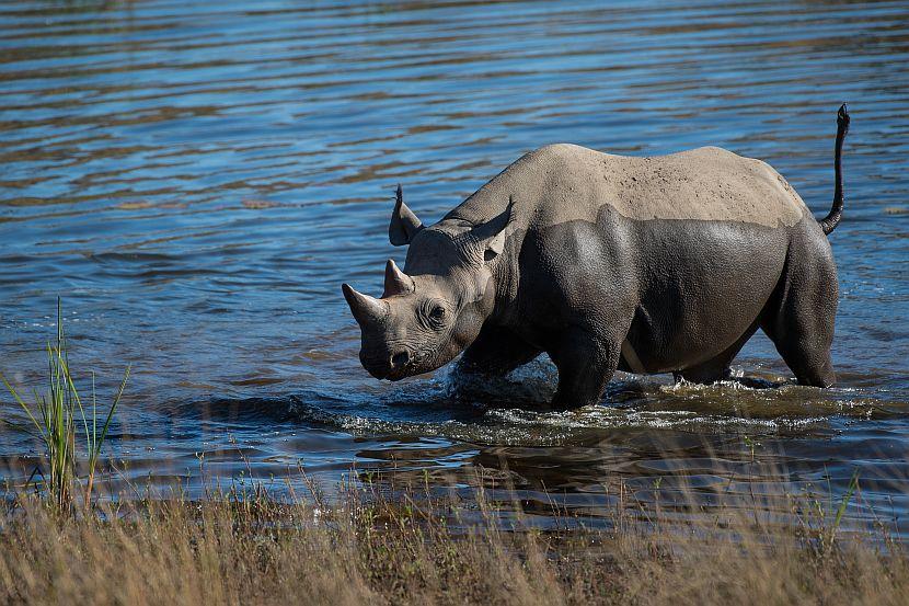 Rhino Swimming in Zimbabwe