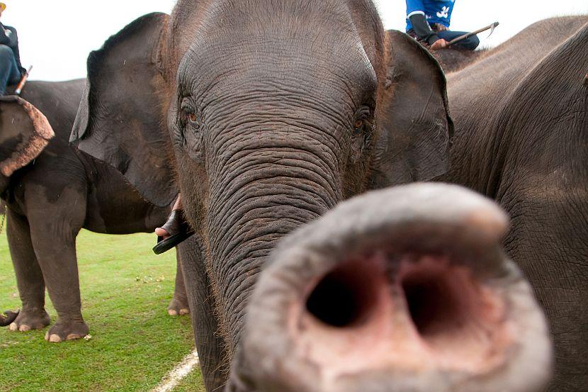 Elephant sniffing camera