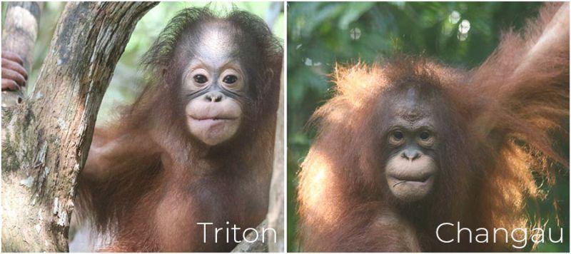 Triton and Changau The Great Orangutan Project