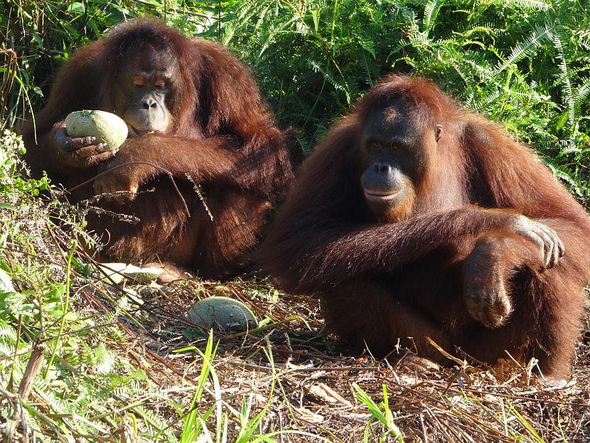 Orangutan Enrichment