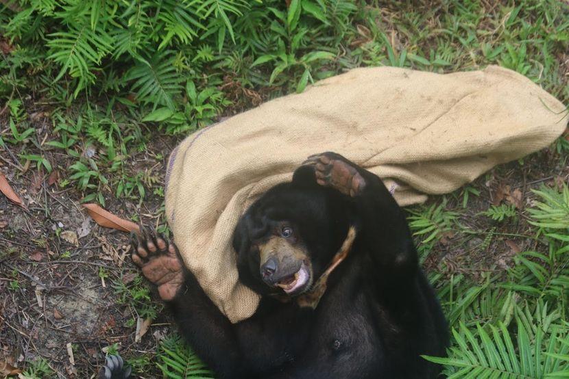 Borneo Sun Bear