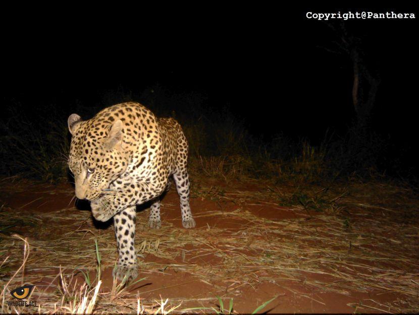 leopards in South Africa 