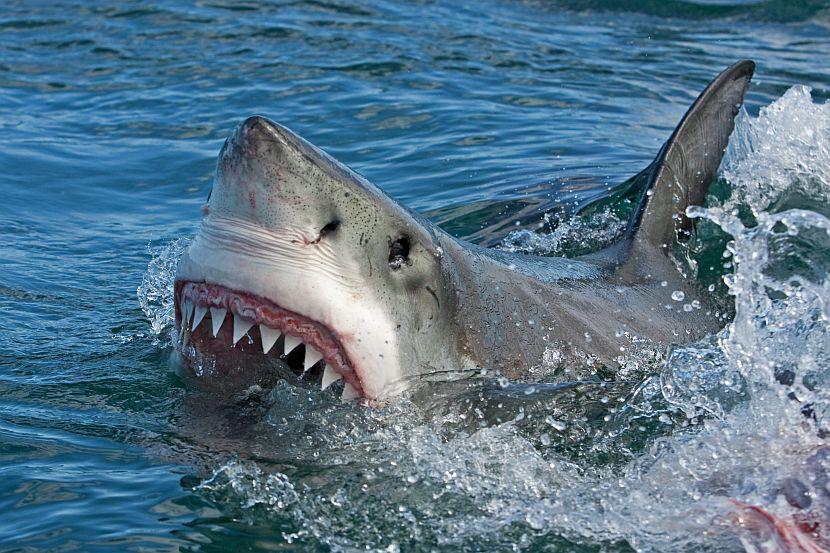 Scary Shark Teeth