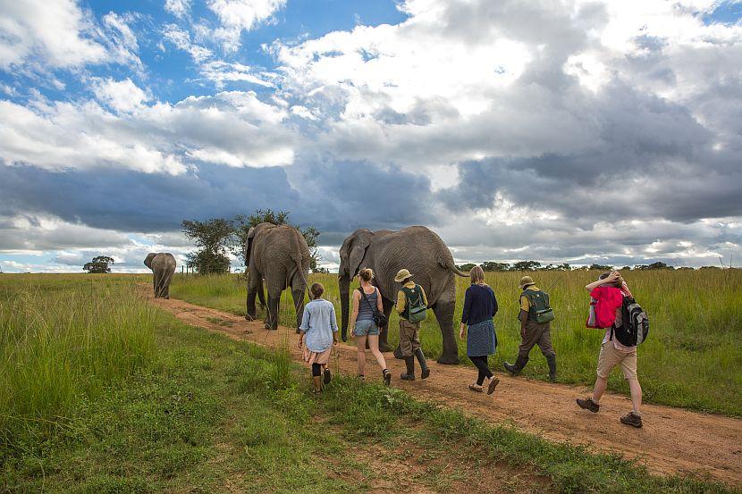 Walking with elephants in Africa