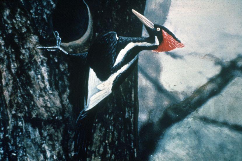 The Ivory Billed Woodpecker 