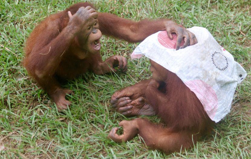Orangutans Playing At The Great Orangutan Project