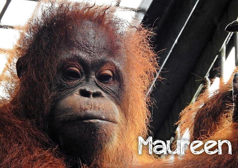 Maureen the orangutan picture