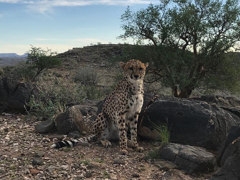 Cheetah at Neuras, Namibia