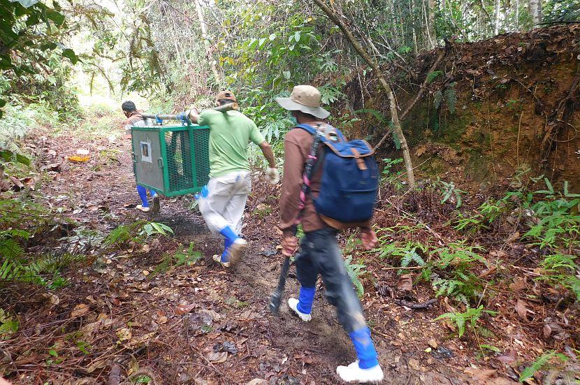 Walking with orangutans to release site