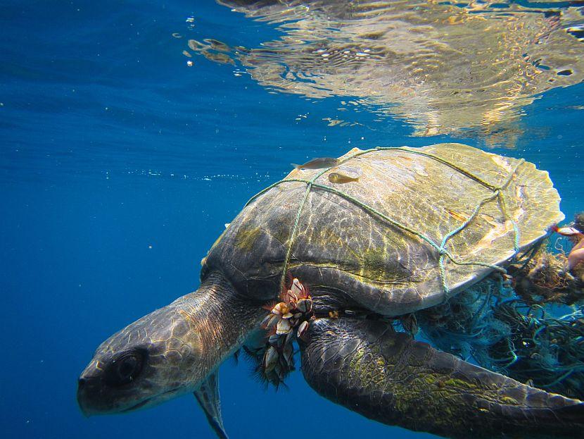 Maldives Turtle Trapped in net