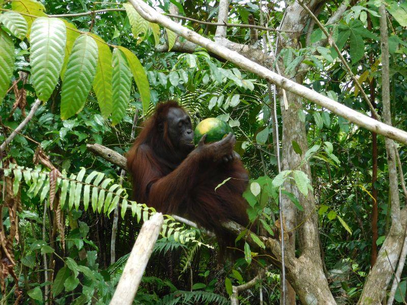 work with orangutans 
