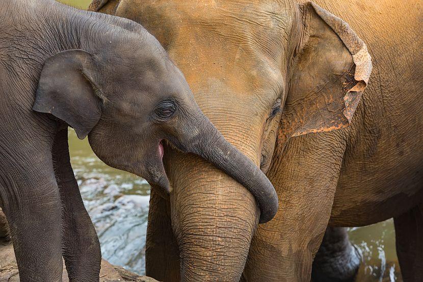 Baby elephant with mother elephant