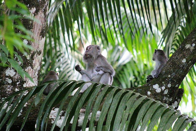 Monkey in a tree in Borneo