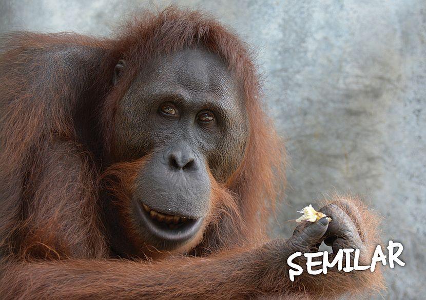 Semilar the orangutan
