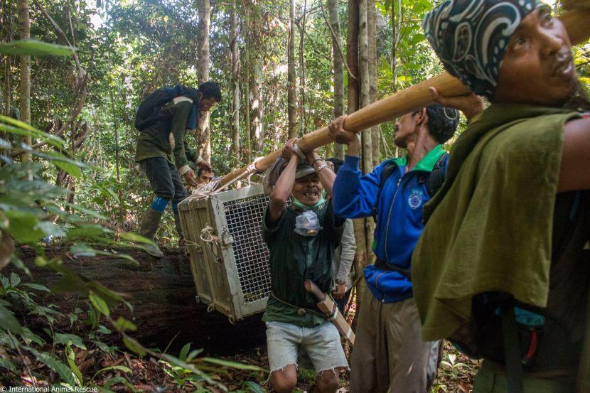 Orangutan Released Back To Wild By International Animal Rescue