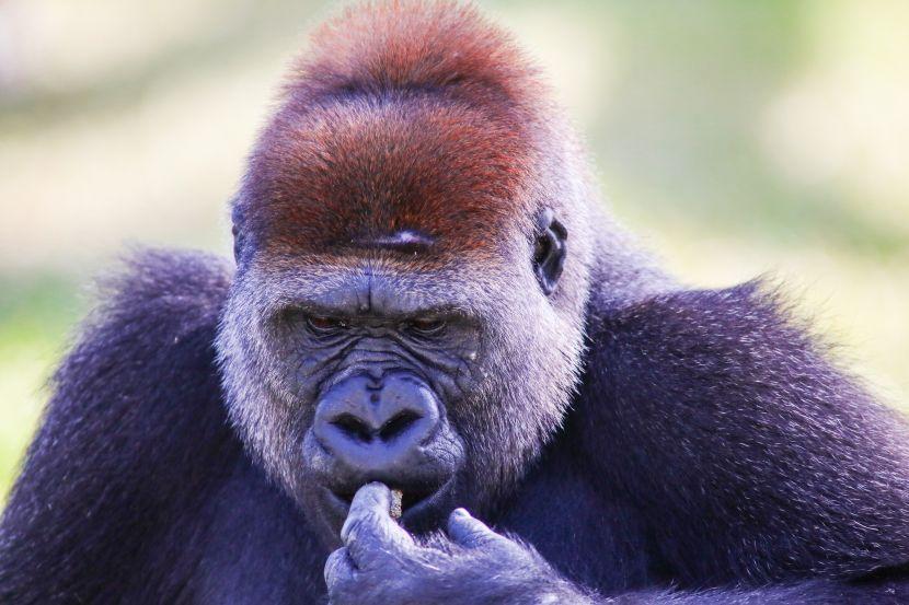 are gorillas endangered?