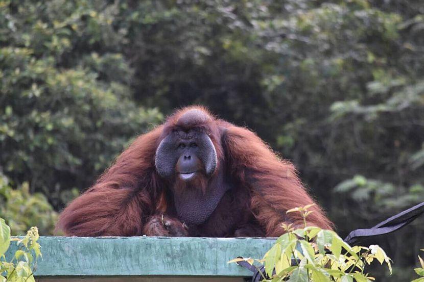 Orangutan alpha