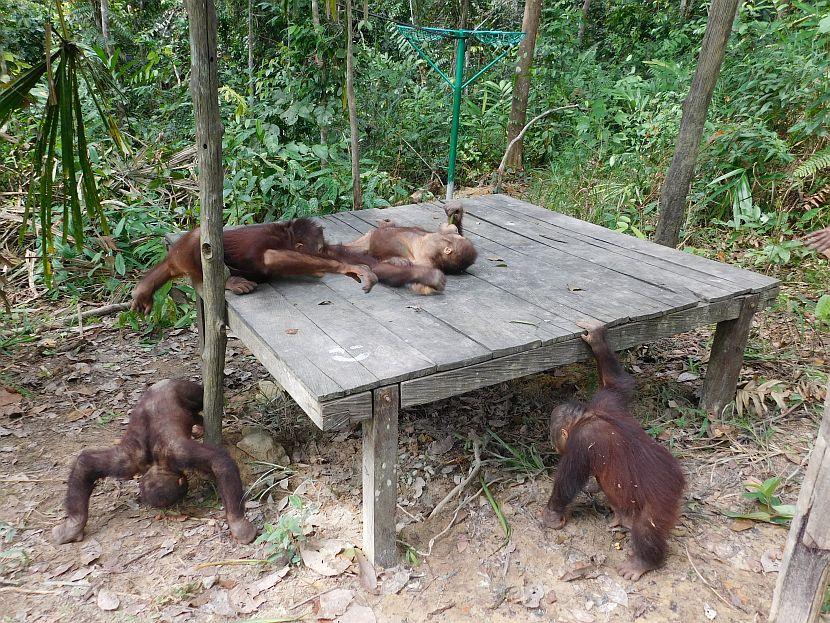 Lots of baby orangutans