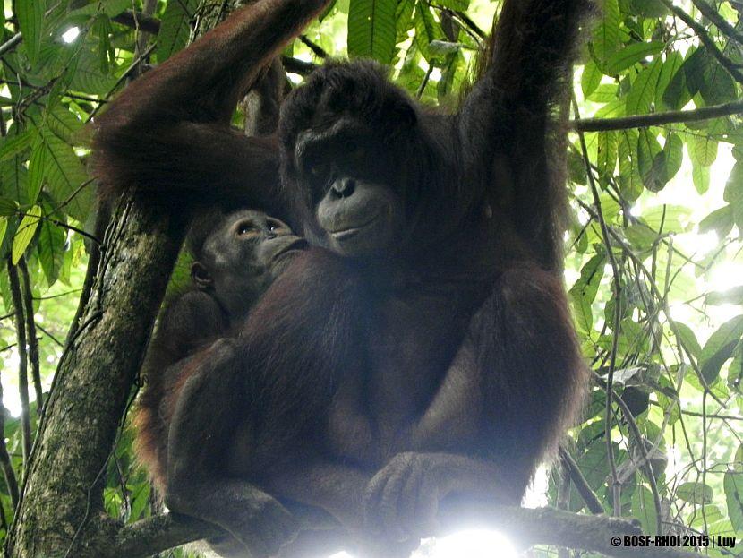 Arief & Long the Orangutans
