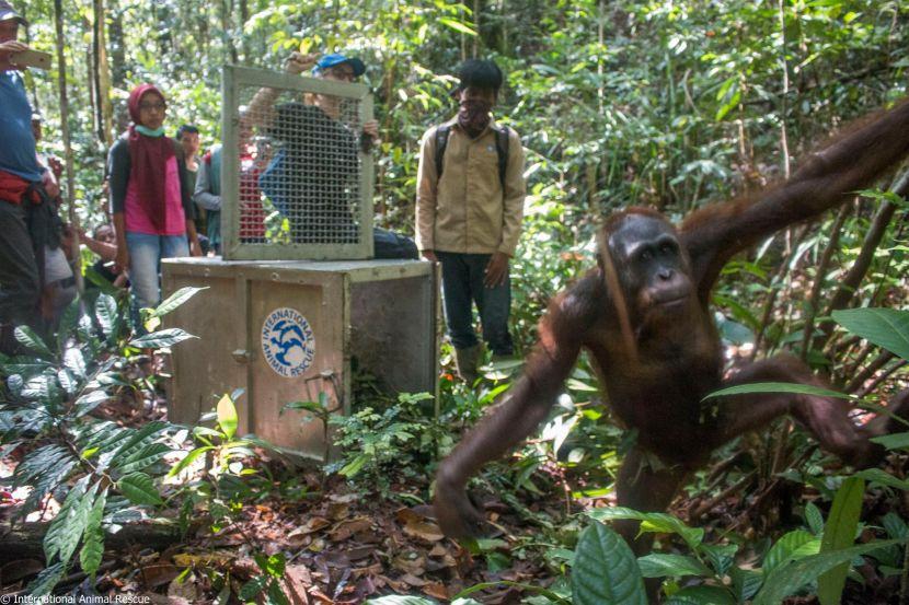 Orangutan Taking First Steps Into The WIld - International Animal Rescue Release Orangutan