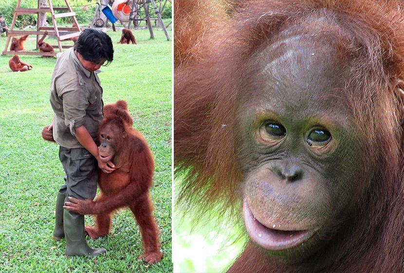 Baby Orangutans