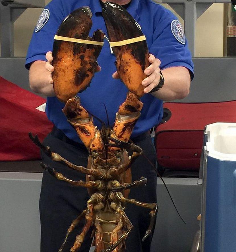 20 Pound Lobster Found At Airport