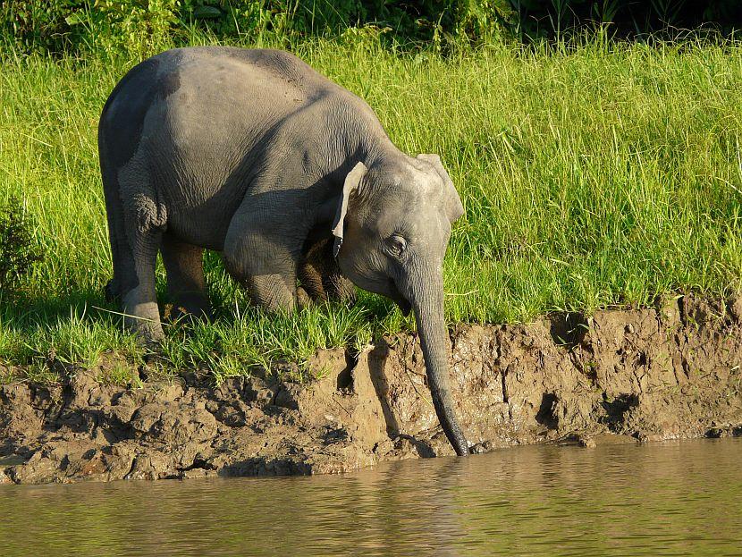 Pygmy Elephant In Borneo