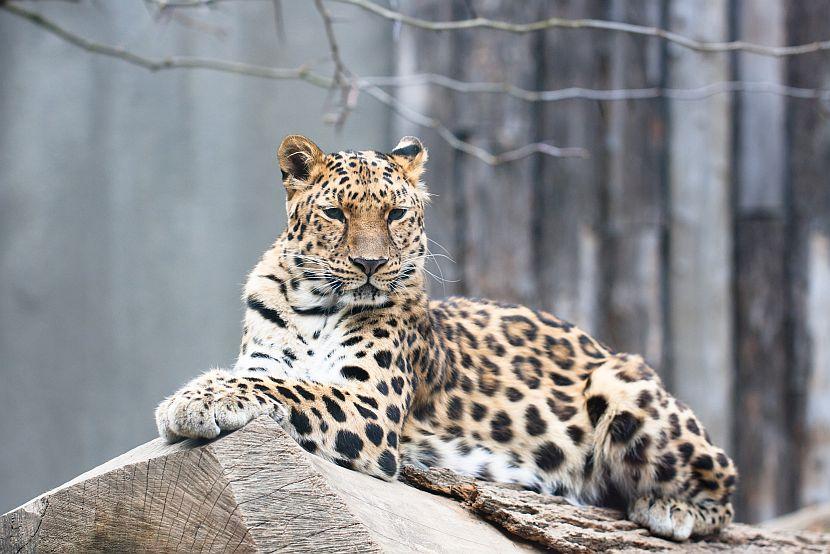 Amur Leopard - World Wildlife Day