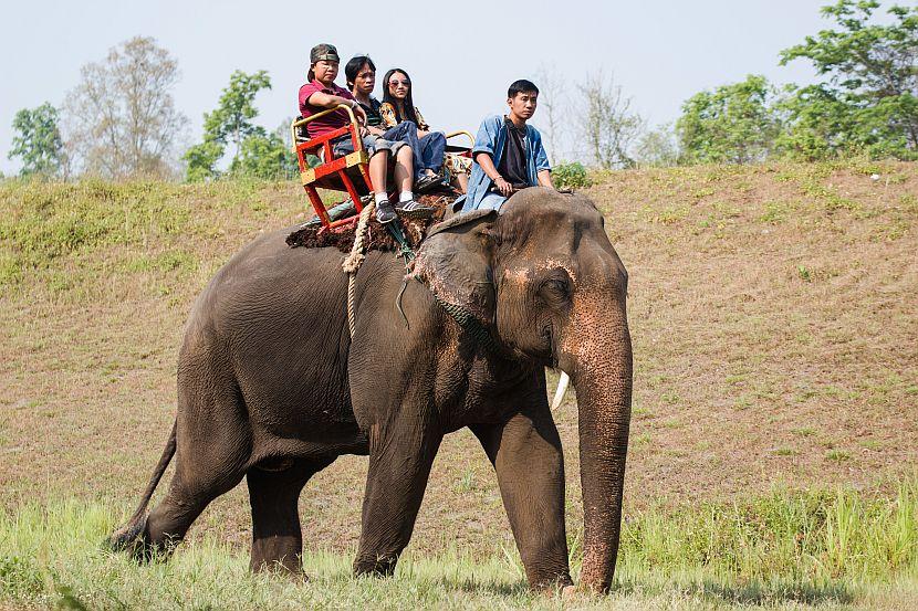 Elephant back riding