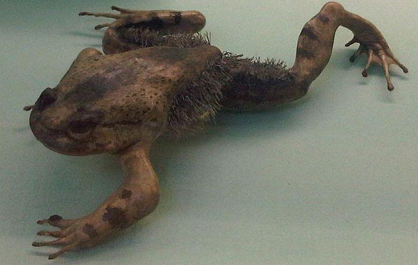Hairy frog
