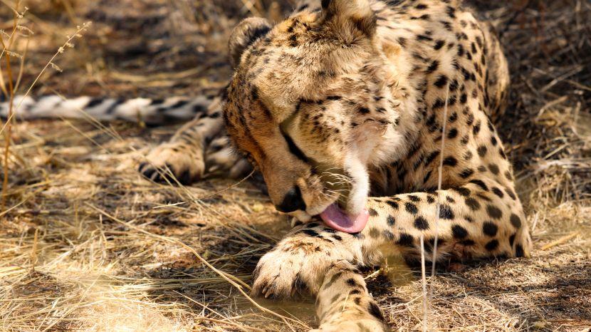 Cheetah At The Namibia Wildlife Samctuary