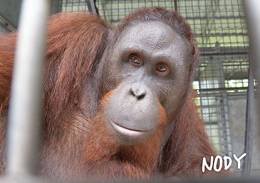Nody the orangutan