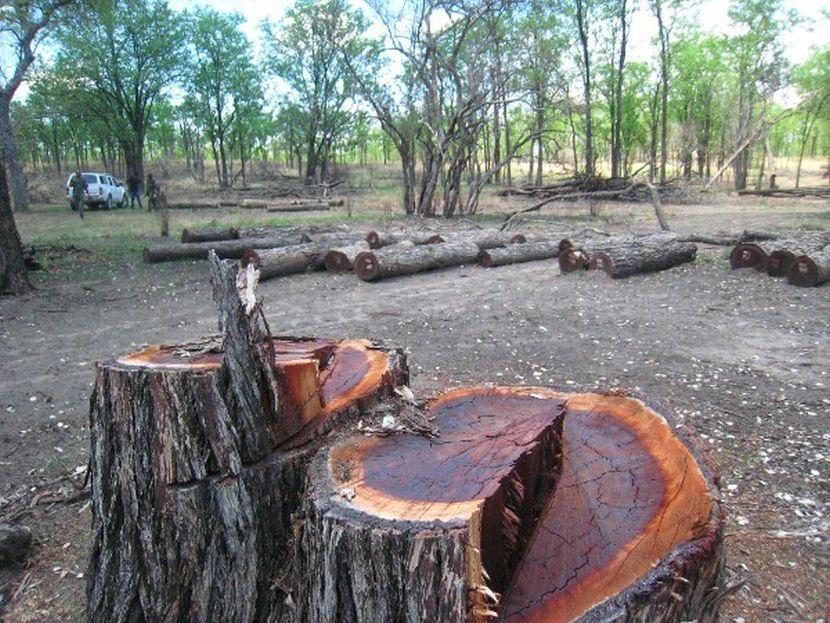 Deforestation in Malawi 