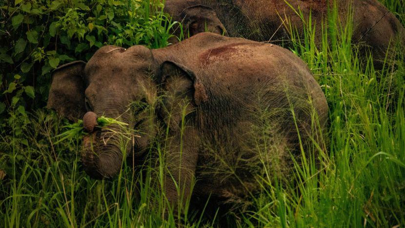 Wild  Elephant In Sri Lanka