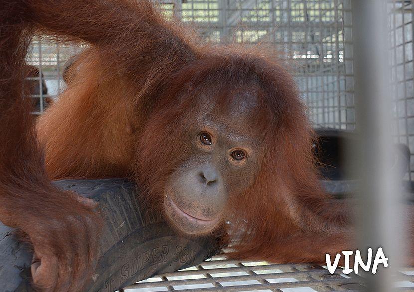 Vina the orangutan
