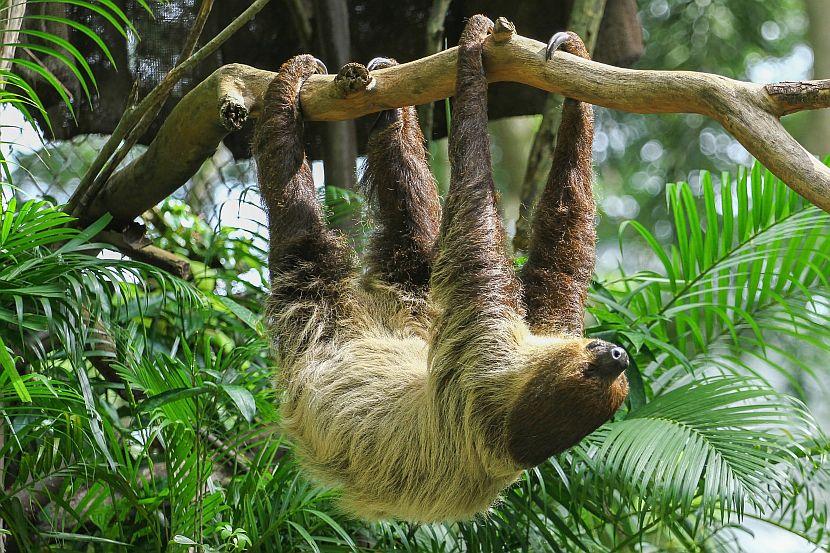 Sloth Facts and other interesting information. | The Great Projects