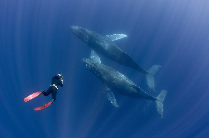 scuba diving with humpback whales marine conservation volunteer 