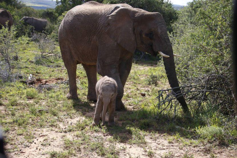 New Baby Elephant At Shamwari Game Reserve
